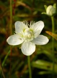 Parnassia palustris. Цветок. Приморский край, окр. г. Находка, падь Лебединая, сырой луг. 07.09.2013.