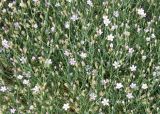 Petrorhagia saxifraga