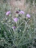 Cirsium incanum