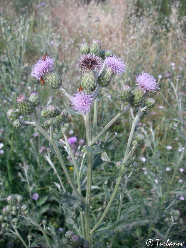 Изображение особи Cirsium incanum.