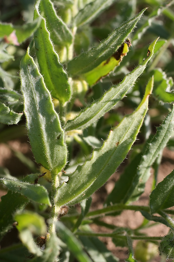 Image of Nonea caspica specimen.
