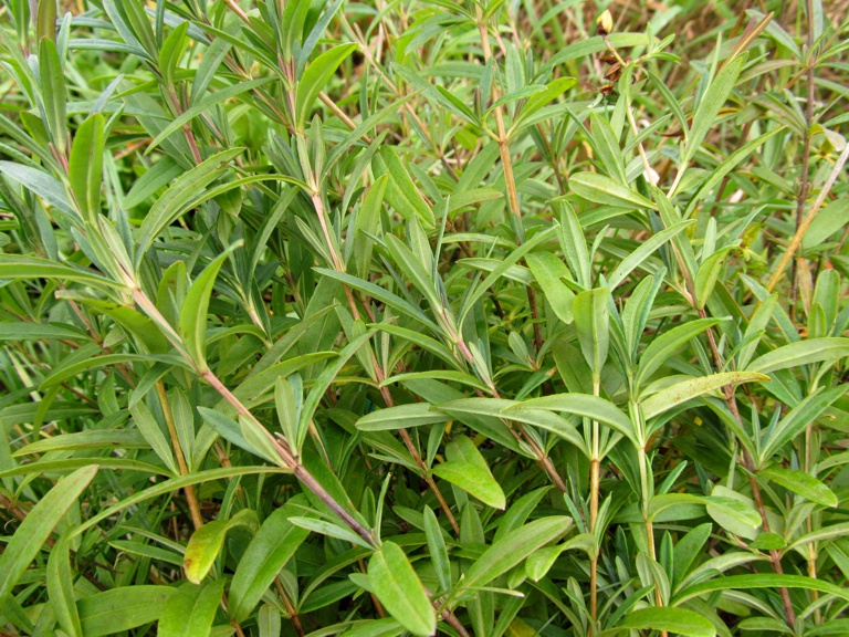 Image of Hypericum lobocarpum specimen.