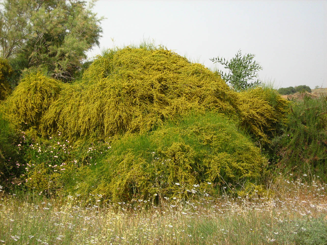 Изображение особи Ephedra aphylla.