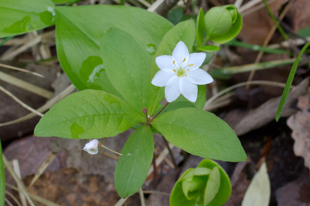 Image of Trientalis europaea specimen.