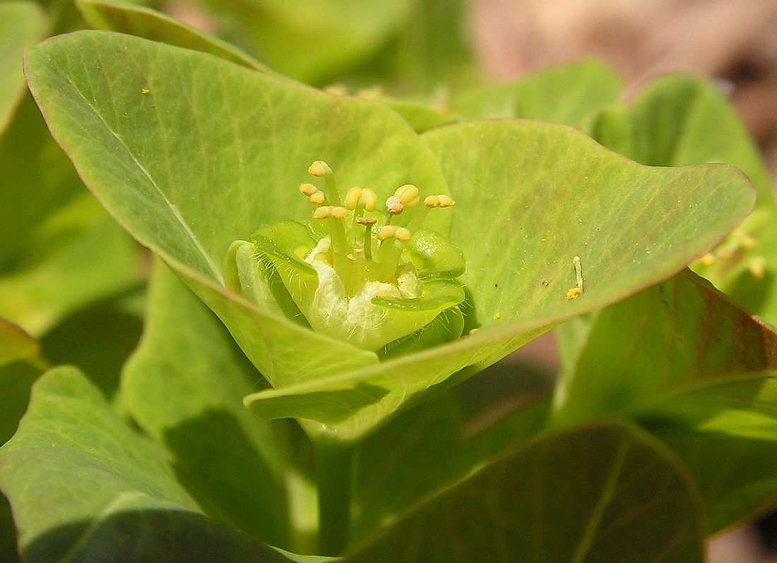 Изображение особи Euphorbia komaroviana.