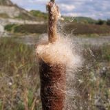 genus Typha. Часть соплодия с частично облетевшими плодами-семянками. Краснодарский край, Крымский р-н, окр. станицы Нижнебаканская, дно выработанного мелового карьера. 22.09.2013.