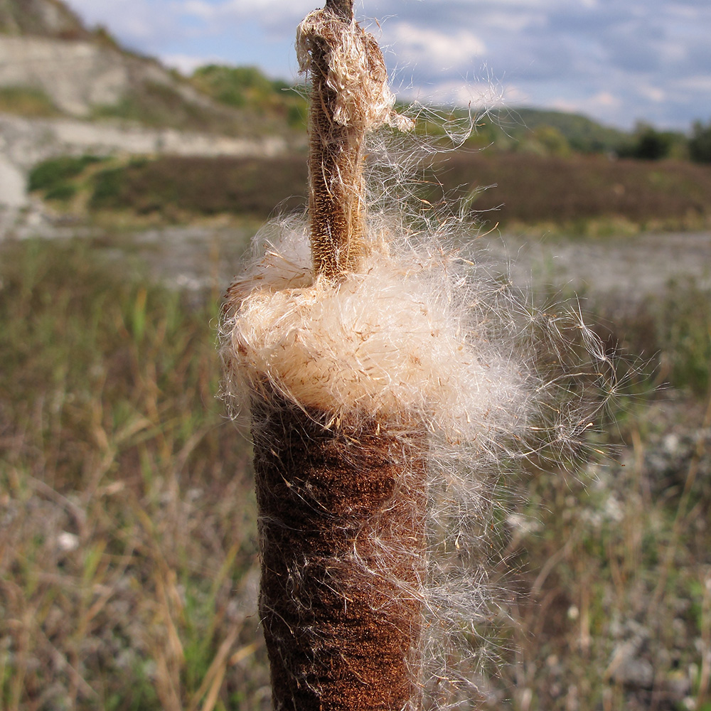 Изображение особи род Typha.