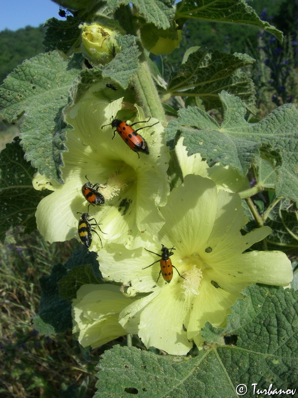 Изображение особи Alcea rugosa.