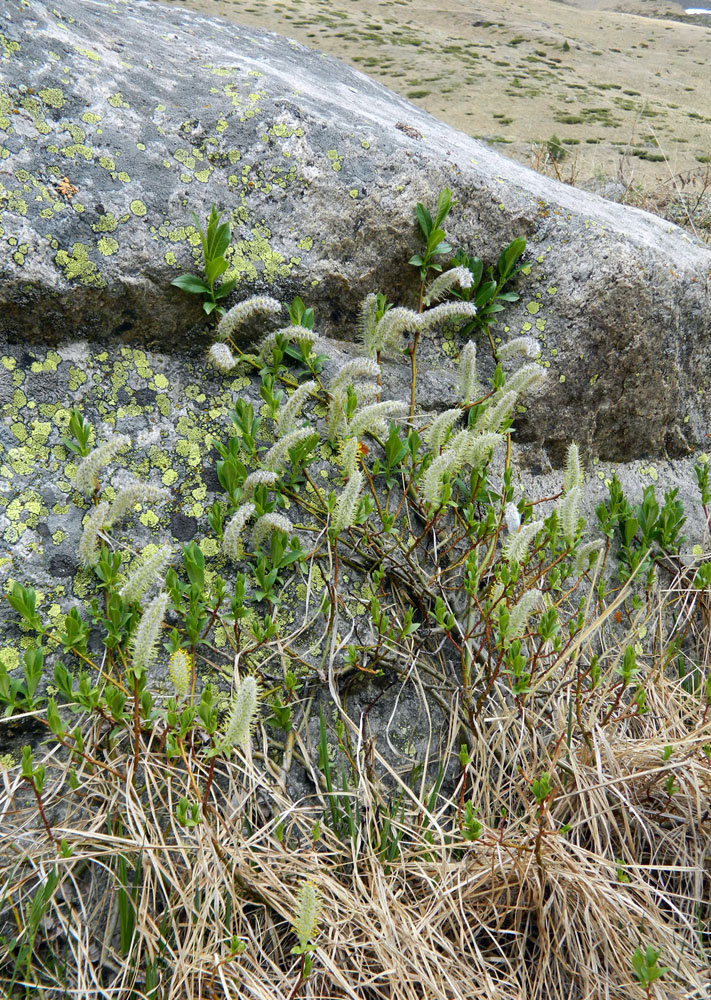 Image of Salix kazbekensis specimen.
