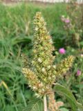 Amaranthus retroflexus