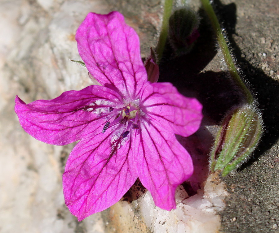 Изображение особи род Erodium.