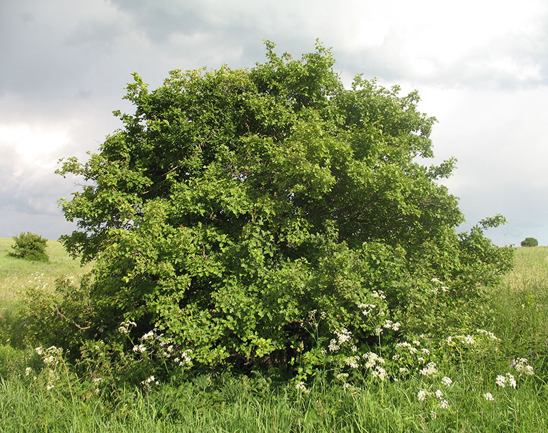 Image of Crataegus rhipidophylla specimen.