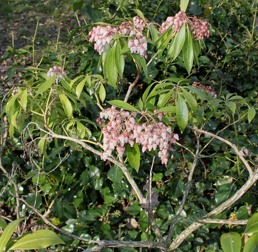 Image of Pieris formosa specimen.