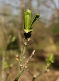 Euonymus atropurpureus