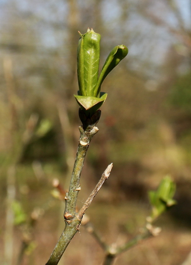 Изображение особи Euonymus atropurpureus.