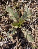 семейство Dipsacaceae. Молодой побег. Украина, Запорожский р-н, Дурная балка, разнотравная степь. 15.03.2014.