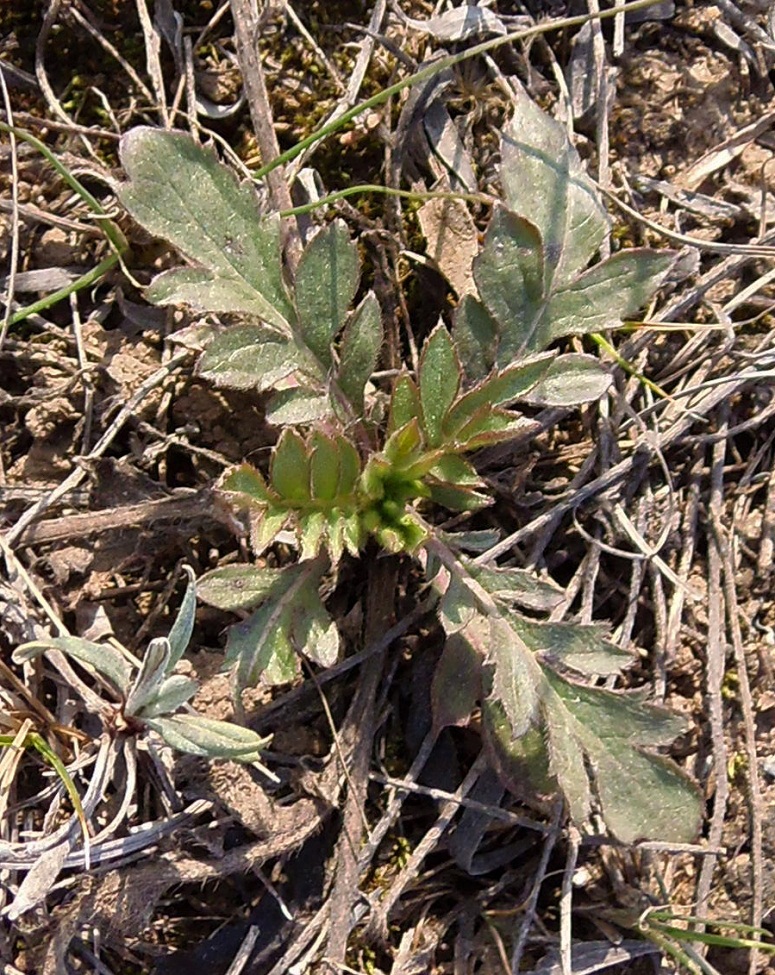 Изображение особи семейство Dipsacaceae.