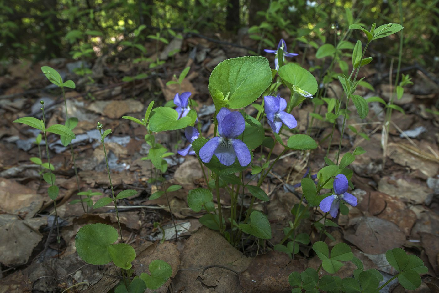 Изображение особи Viola sacchalinensis.