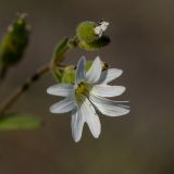 Dichodon viscidum. Цветок и бутоны. Ростовская обл., Мясниковский р-н, окр. хут. Недвиговка. 27.04.2014.