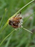 Bolboschoenus maritimus