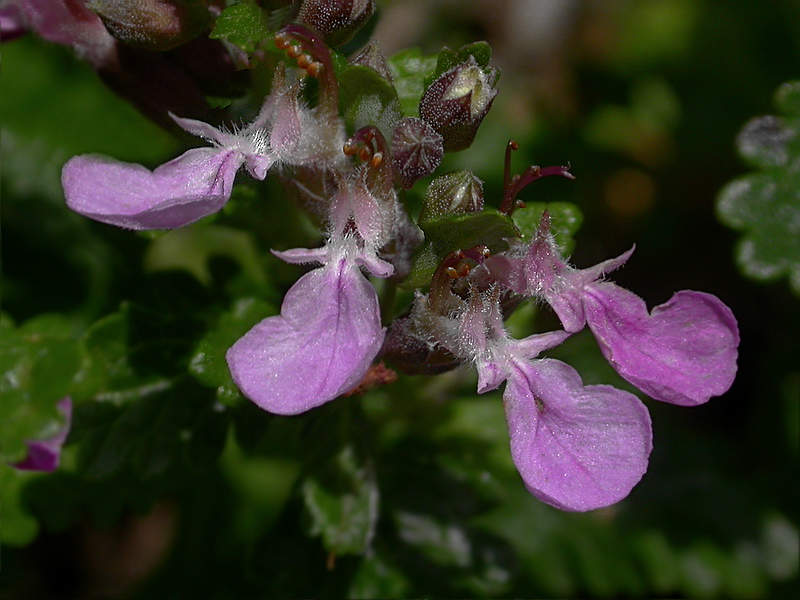 Image of Teucrium chamaedrys specimen.