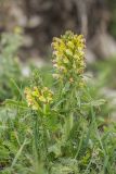 Pedicularis chroorrhyncha