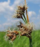 Schoenoplectus tabernaemontani. Соцветие. Татарстан, Бавлинский р-н, старица. 09.06.2014.