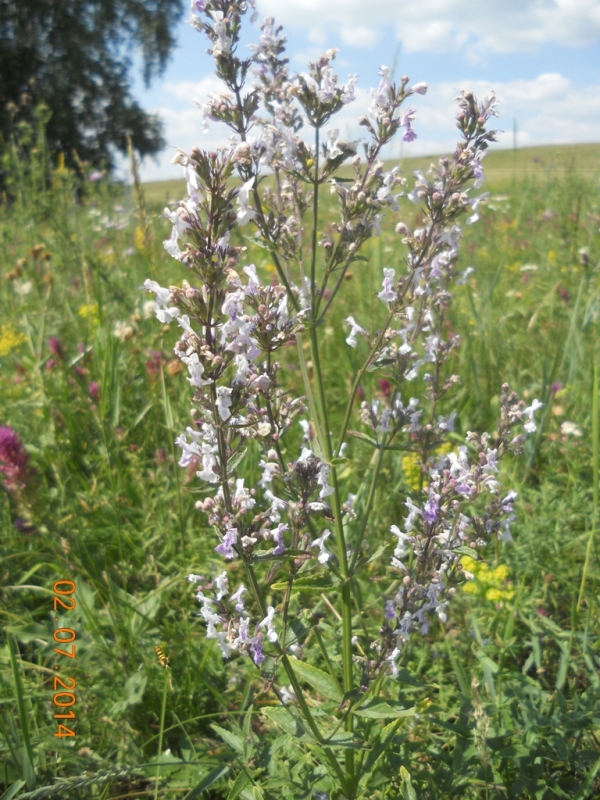 Изображение особи Nepeta nuda.