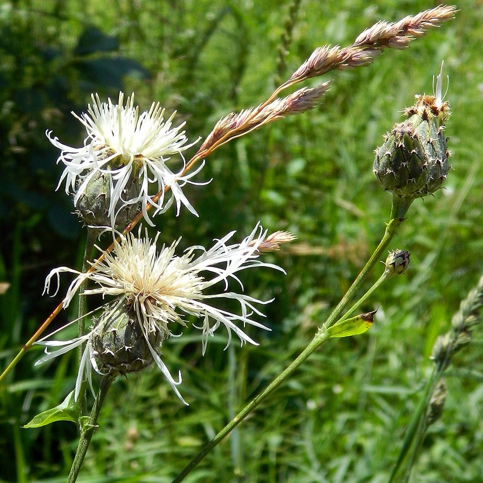 Image of Centaurea scabiosa specimen.