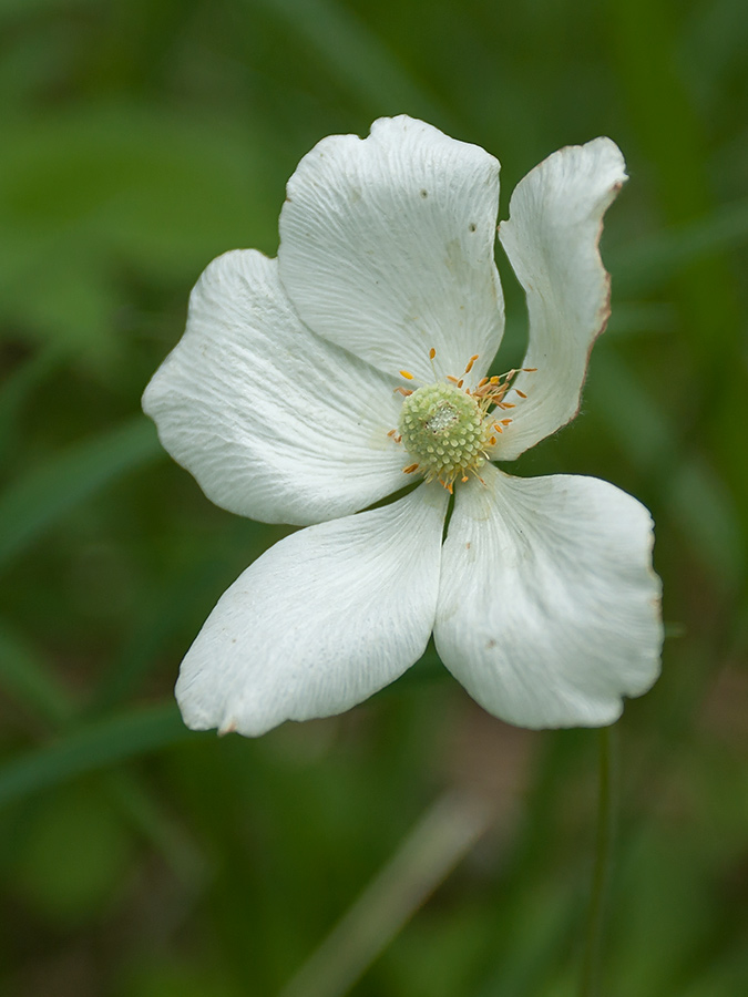 Image of Anemone sylvestris specimen.