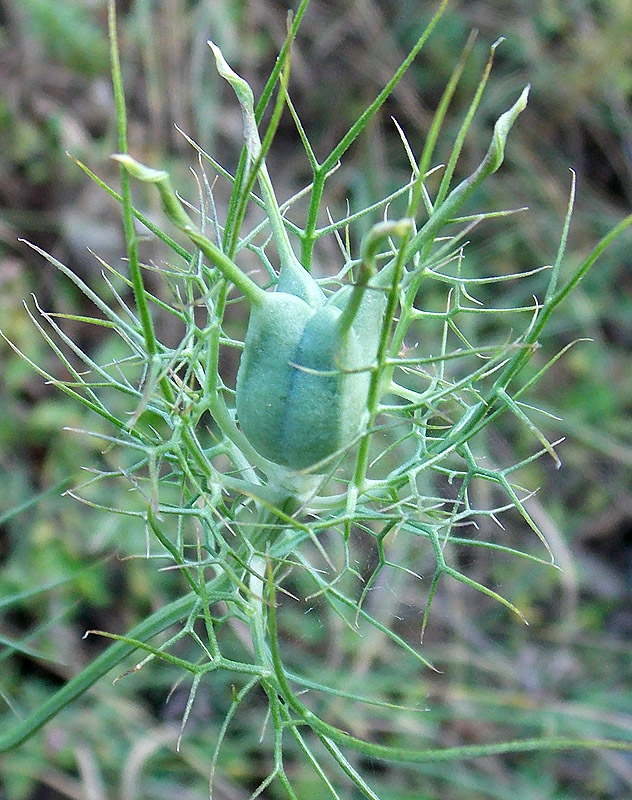 Image of Nigella elata specimen.