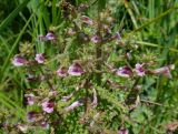 Pedicularis karoi. Средняя часть цветущего и плодоносящего растения. Иркутская обл., Иркутский р-н, окр. пос. Позднякова, заболоченный луг. 29.07.2014.