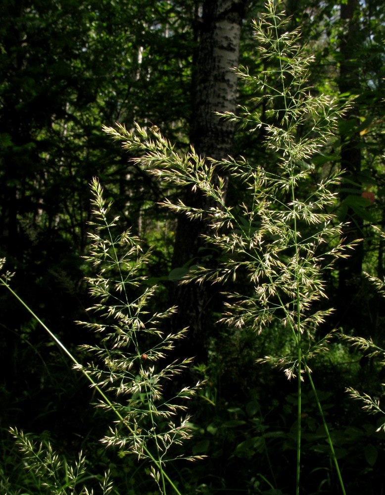 Изображение особи Calamagrostis obtusata.