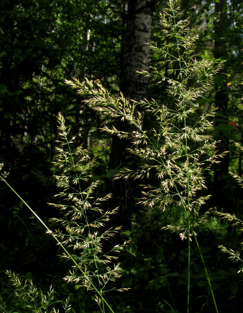 Image of Calamagrostis obtusata specimen.