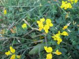 Lotus corniculatus. Побеги с соцветиями и плодами. Кемеровская обл., г. Юрга, суходольный луг возле автовокзала. 02.08.2009.