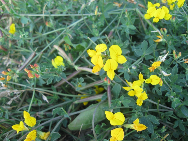 Изображение особи Lotus corniculatus.