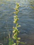 Artemisia integrifolia