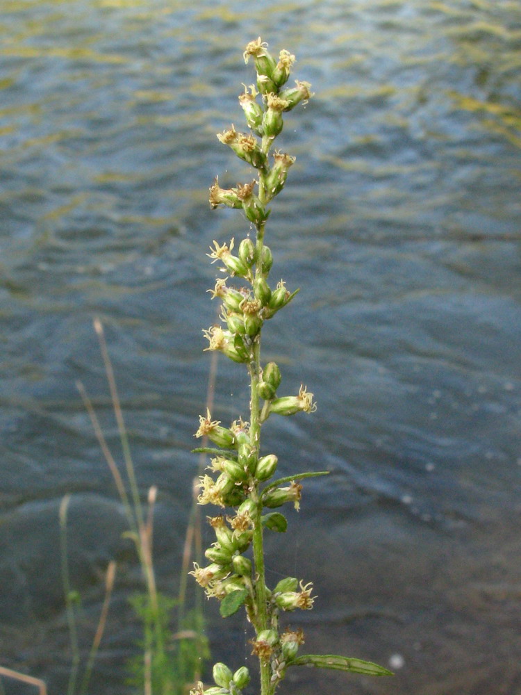 Image of Artemisia integrifolia specimen.