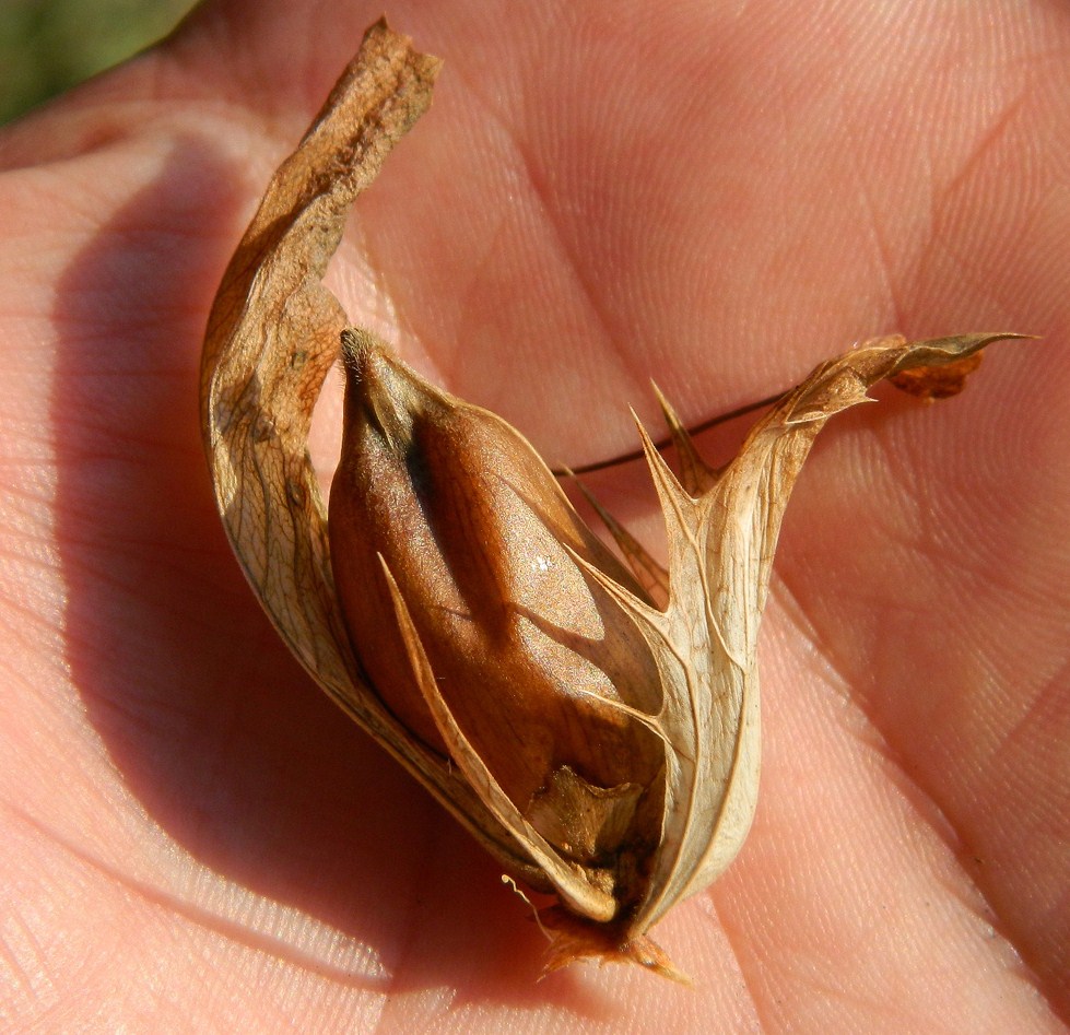 Image of Acanthus mollis specimen.