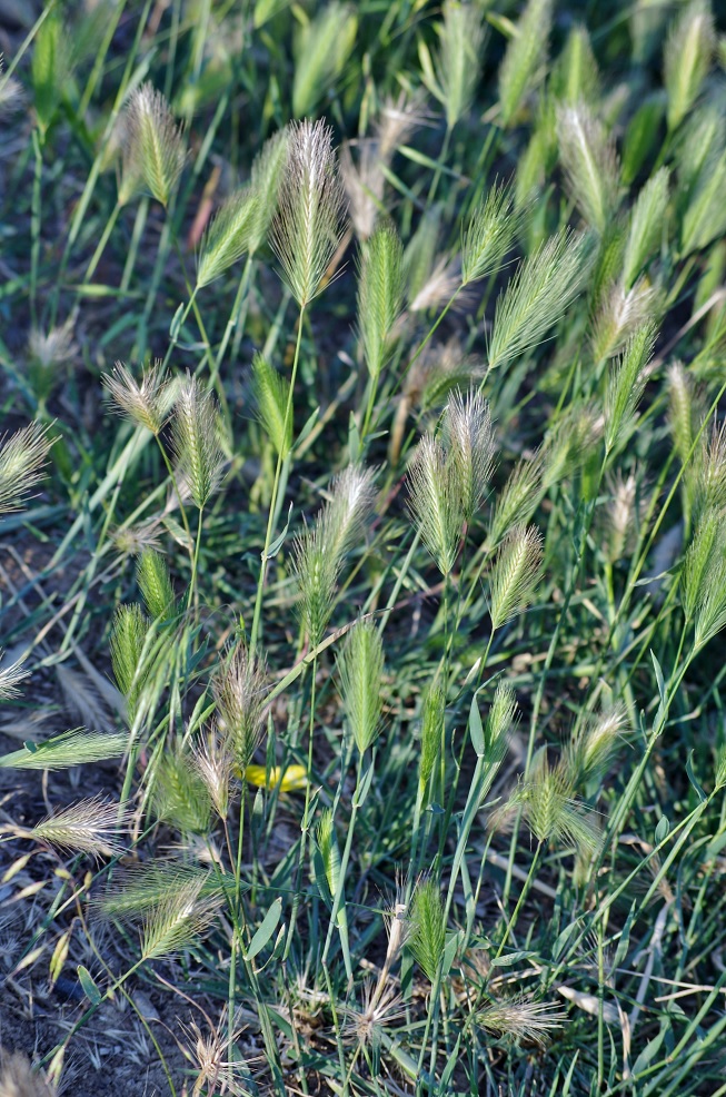 Image of Hordeum leporinum specimen.