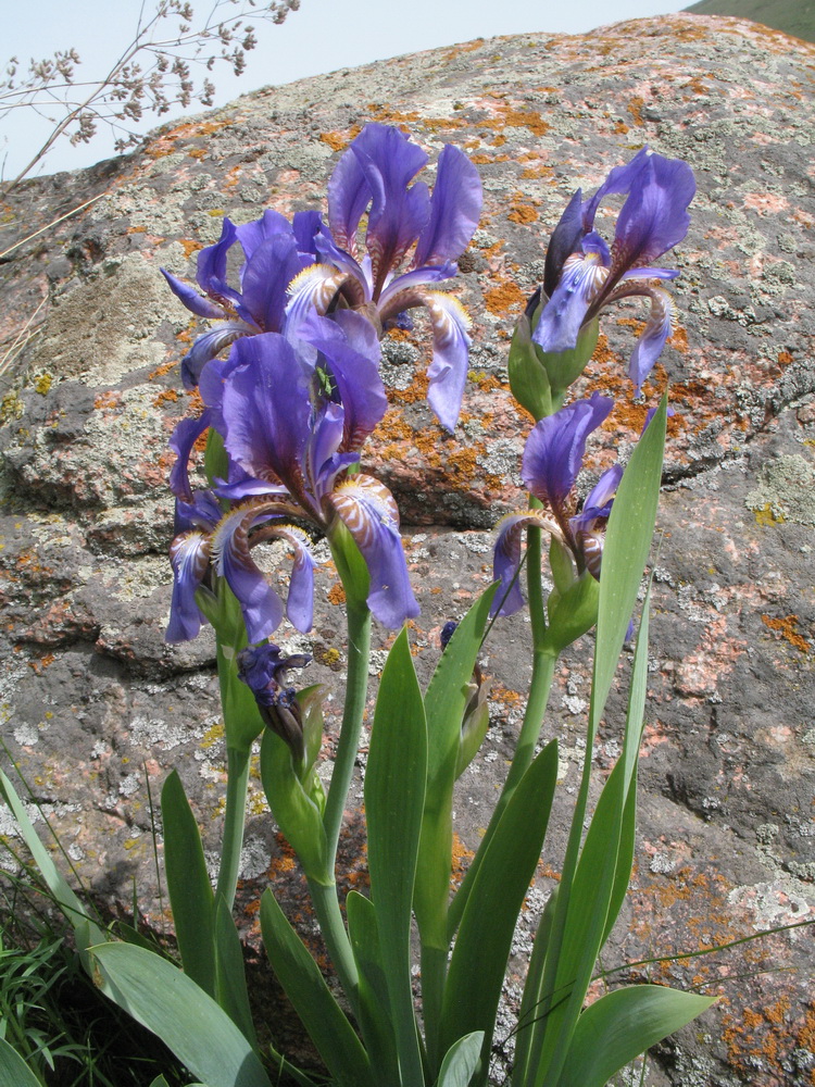 Изображение особи Iris alberti.