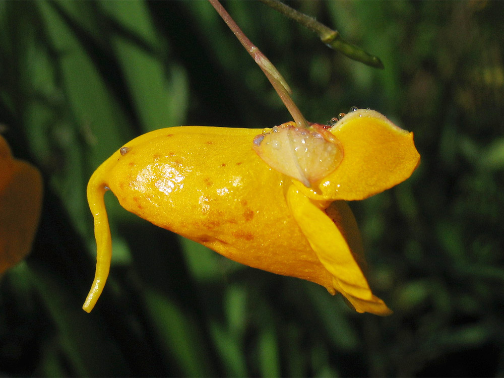Image of Impatiens capensis specimen.
