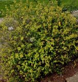 Hypericum frondosum. Плодоносящее растение. Германия, г. Крефельд, Ботанический сад. 06.09.2014.