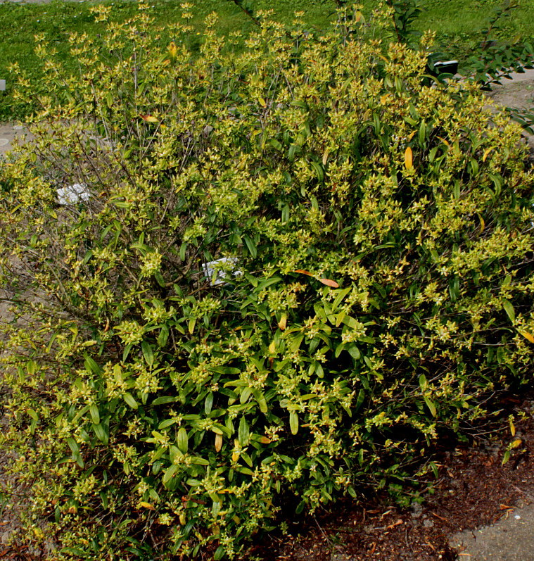 Изображение особи Hypericum frondosum.