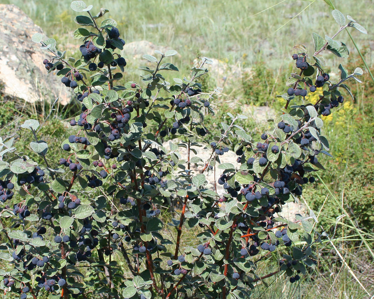 Image of Cotoneaster melanocarpus specimen.