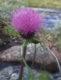 Cirsium heterophyllum