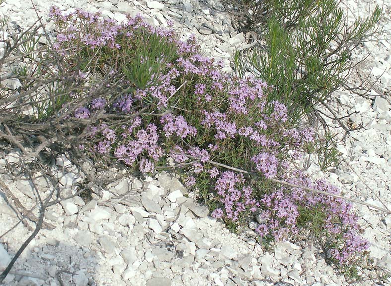 Изображение особи Thymus calcareus.