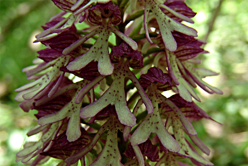 Image of Orchis purpurea ssp. caucasica specimen.