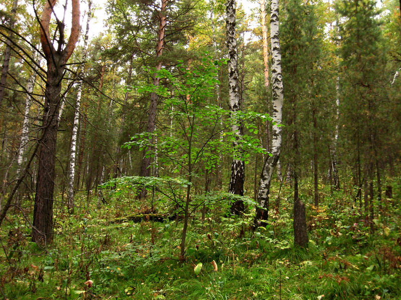 Изображение особи Tilia nasczokinii.