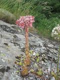 Sempervivum caucasicum